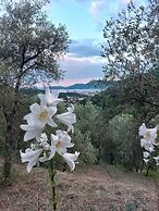 Oliva Azzurra