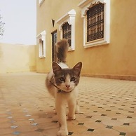 Dar Ajgal