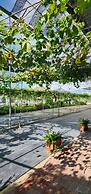 Grapevine Garden