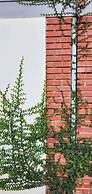 Grapevine Garden
