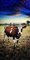 New Farm Holidays