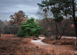 Bungalow met Omheinde Tuin op de Veluwe