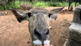Kruger Kumba - Mugwenzi