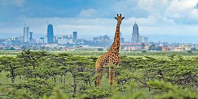 Indesign Studio
