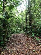 Reventazon River Mountain Lodge