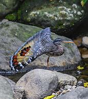 Reventazon River Mountain Lodge