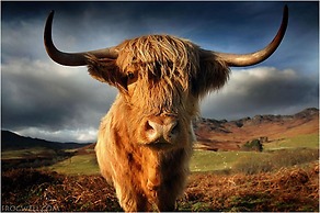 Gorgeous Comrie Cottage, hot tub & Mountain Views