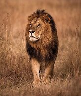 Lions Luxury Eco-Resort & Spa
