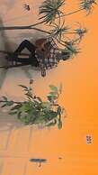 Safary Hotel