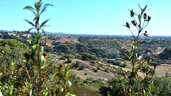 Monte Sardinha