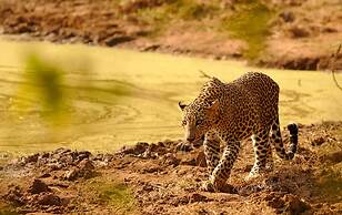 Makini Bush Camp