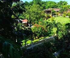 Areca Palms