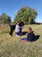 Viento Andino