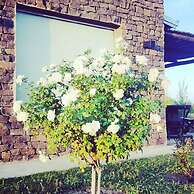 Viento Andino
