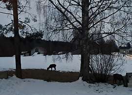 Forest Family Home