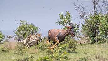 Mara Enkajiang Tented Camp