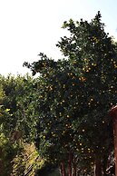 Vatsyayana Resorts