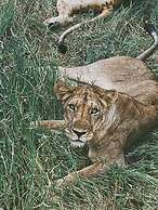 Tembe Home