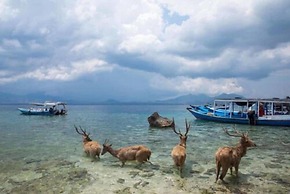 Maha Nusa Menjangan