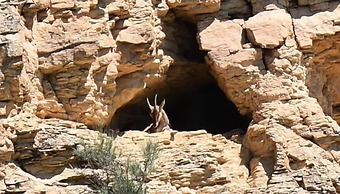 Areni Lodge