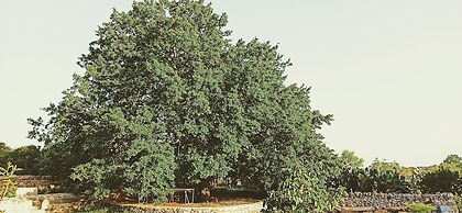 Masseria LoJazzo