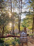 LAVENDER DALAT