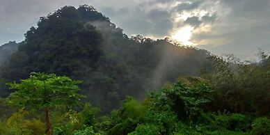 Sunlight Forest