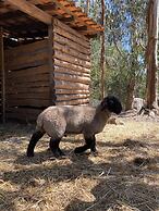 Quintinha Silvestre