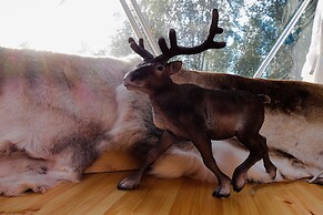 Wild Caribou Dome
