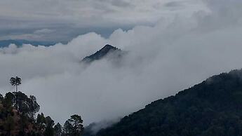 The Himalayan Deodar