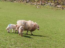 Gilfachwydd