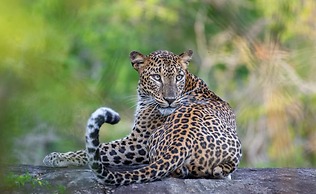 maya tangalle