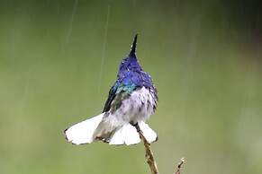Cabañas Colibrí Tayutic