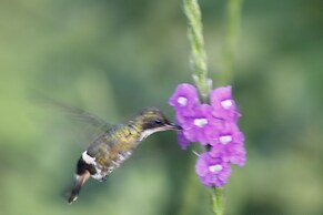 Cabañas Colibrí Tayutic