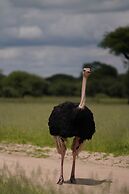 Anantya Serengeti