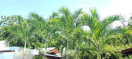 Green Oasis Hotel