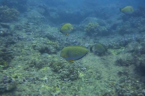 Nyang Ebay Surf Camp