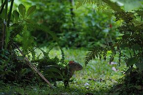 Sacha Urco Lodge -Private Cloud Forest Reserve in Mindo-4x4 Recommende