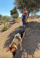Zeus kır evi