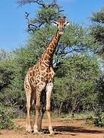 Phakela Private Lodge