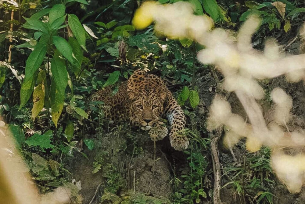 Sanctuary Chitwan National Park
