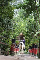 Tranquil homestays