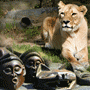 Lusaka Hotels
